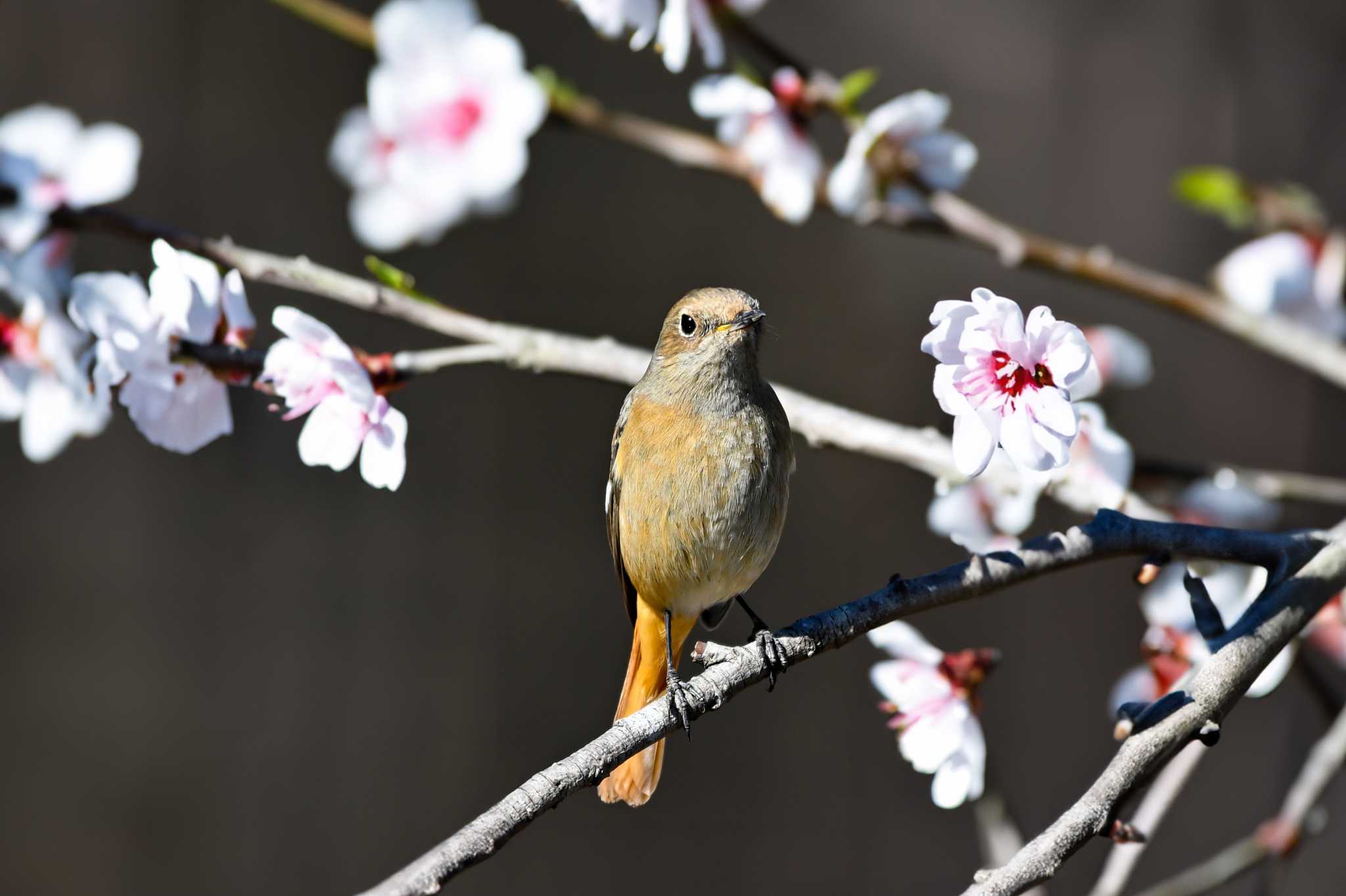 Daurian Redstart