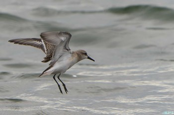 Red-necked Stint 明石市 Sat, 9/2/2023