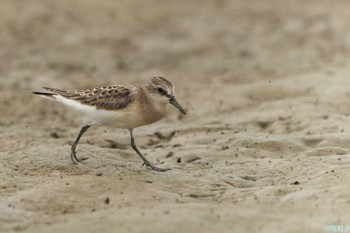 Red-necked Stint 明石市 Sat, 9/2/2023