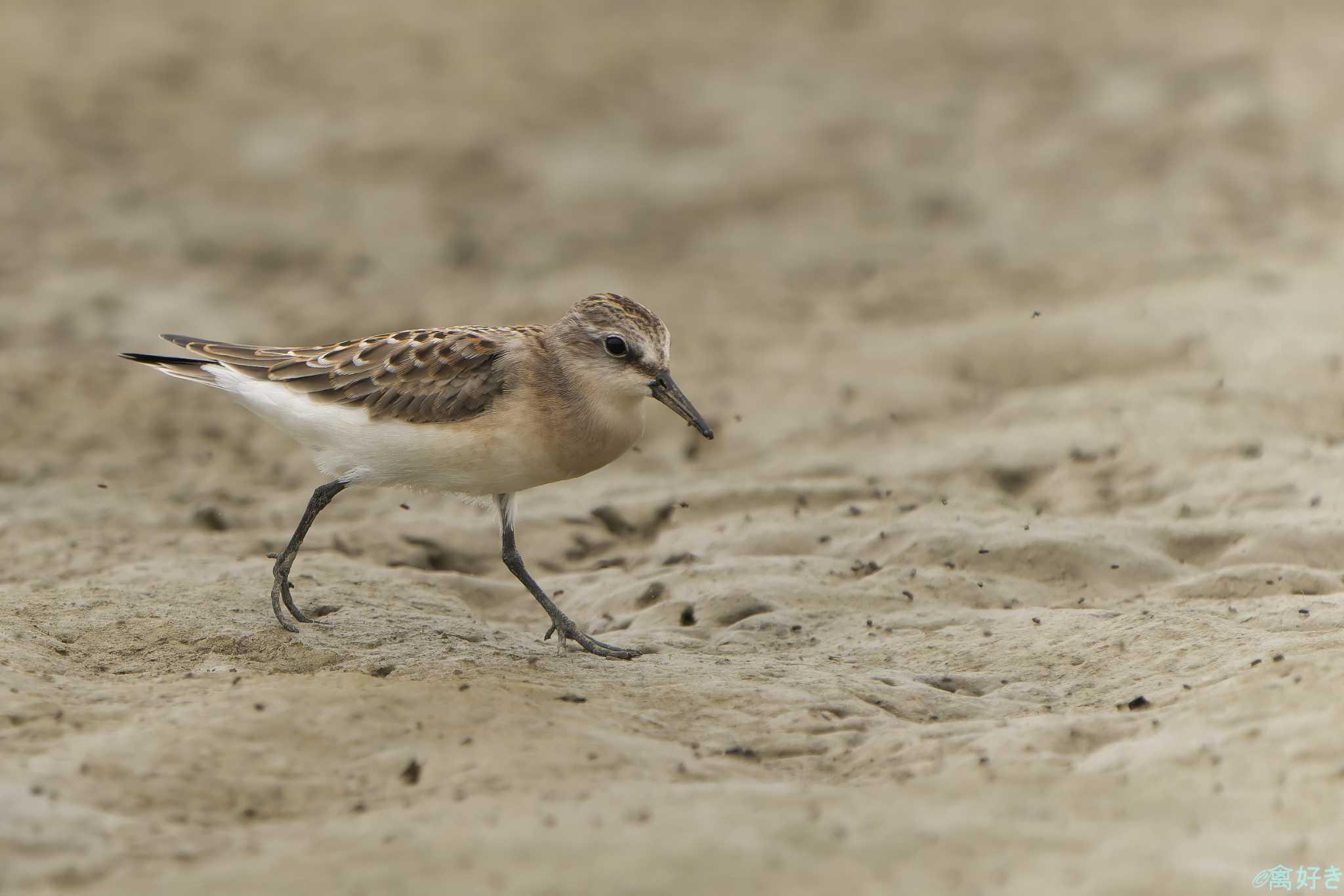 Photo of Red-necked Stint at 明石市 by 禽好き