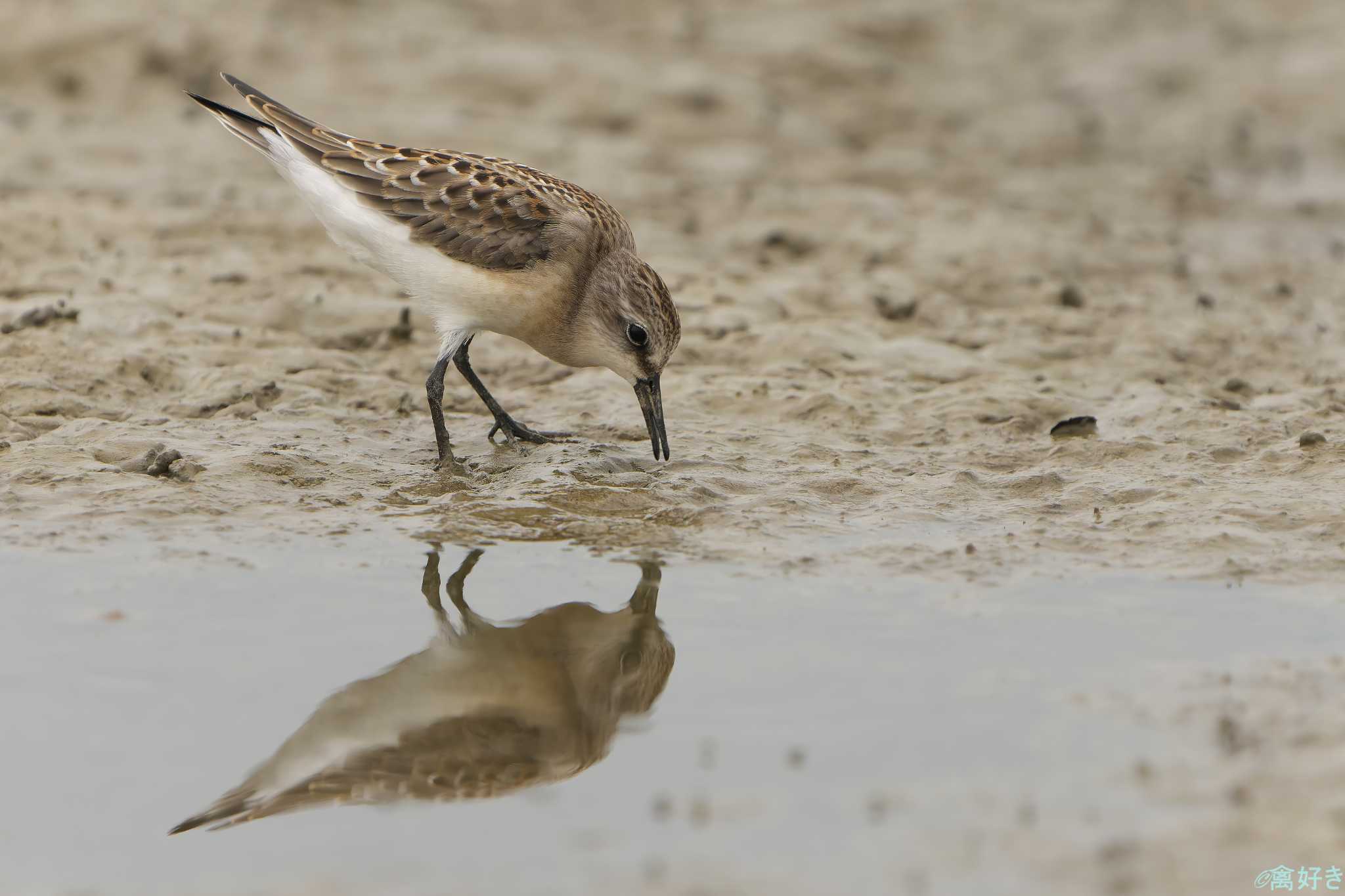 Photo of Red-necked Stint at 明石市 by 禽好き