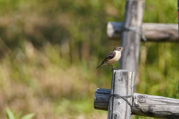 Amur Stonechat 茨戸川緑地 Sat, 7/22/2023