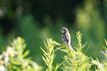 Chestnut-eared Bunting 茨戸川緑地 Sat, 7/22/2023