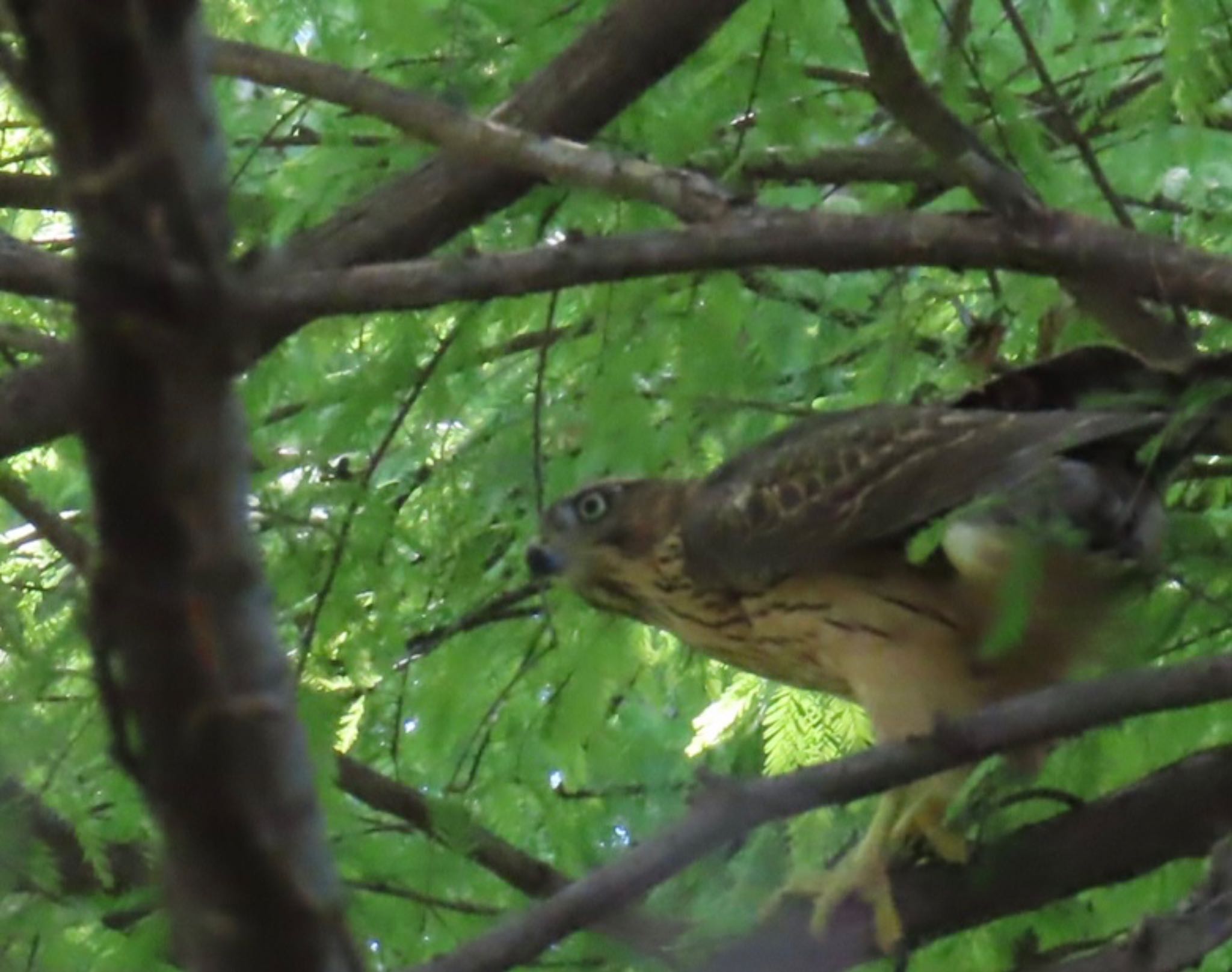 Eurasian Goshawk