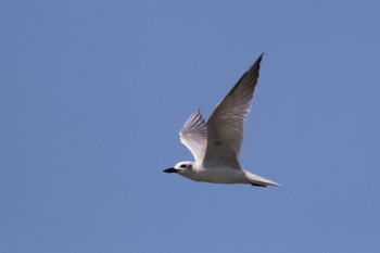 Gull-billed Tern 具志干潟 Thu, 7/26/2018