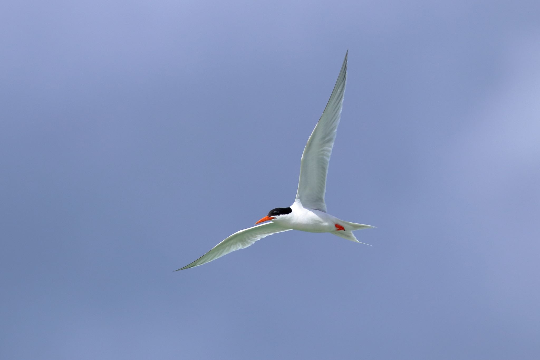 Photo of Roseate Tern at 沖縄県糸満市 by Zakky