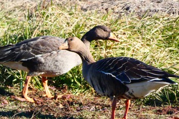 Greater White-fronted Goose 多々良沼 Tue, 1/3/2023