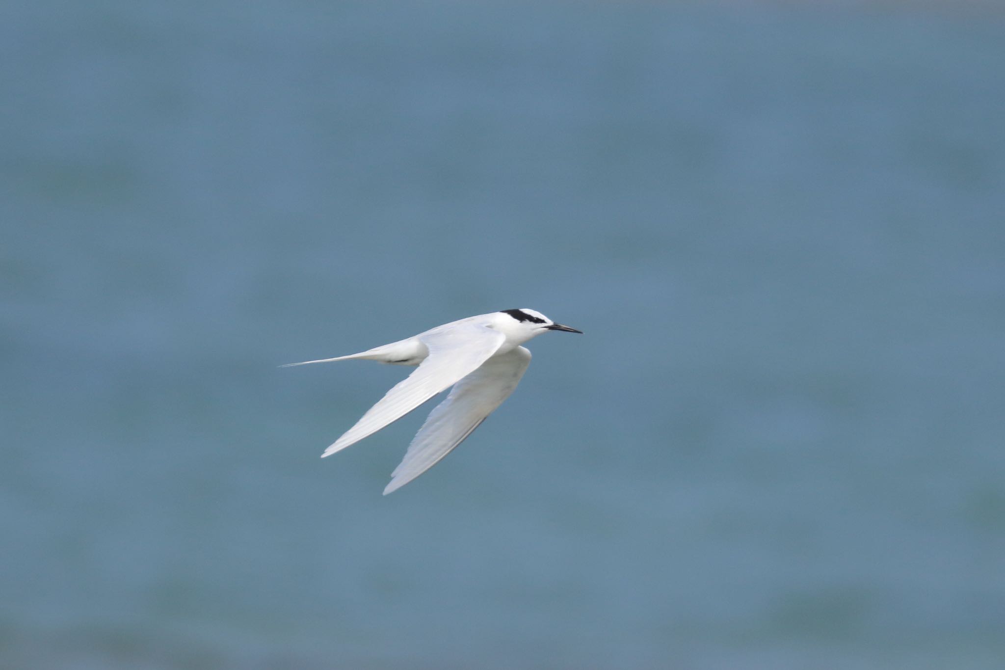 Photo of Black-naped Tern at 伊計島 by Zakky