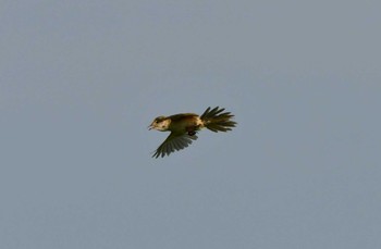 Marsh Grassbird 仏沼湿原 Sun, 7/30/2023