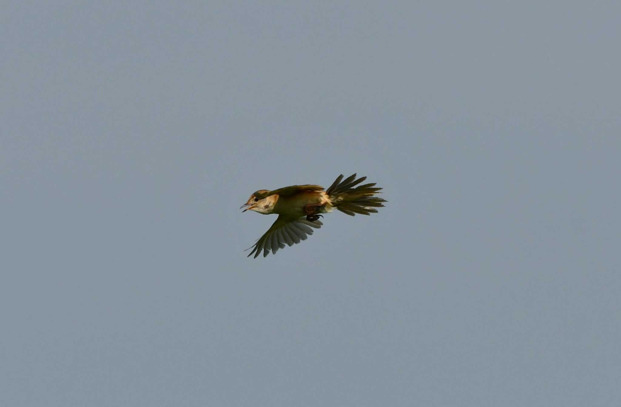 Marsh Grassbird