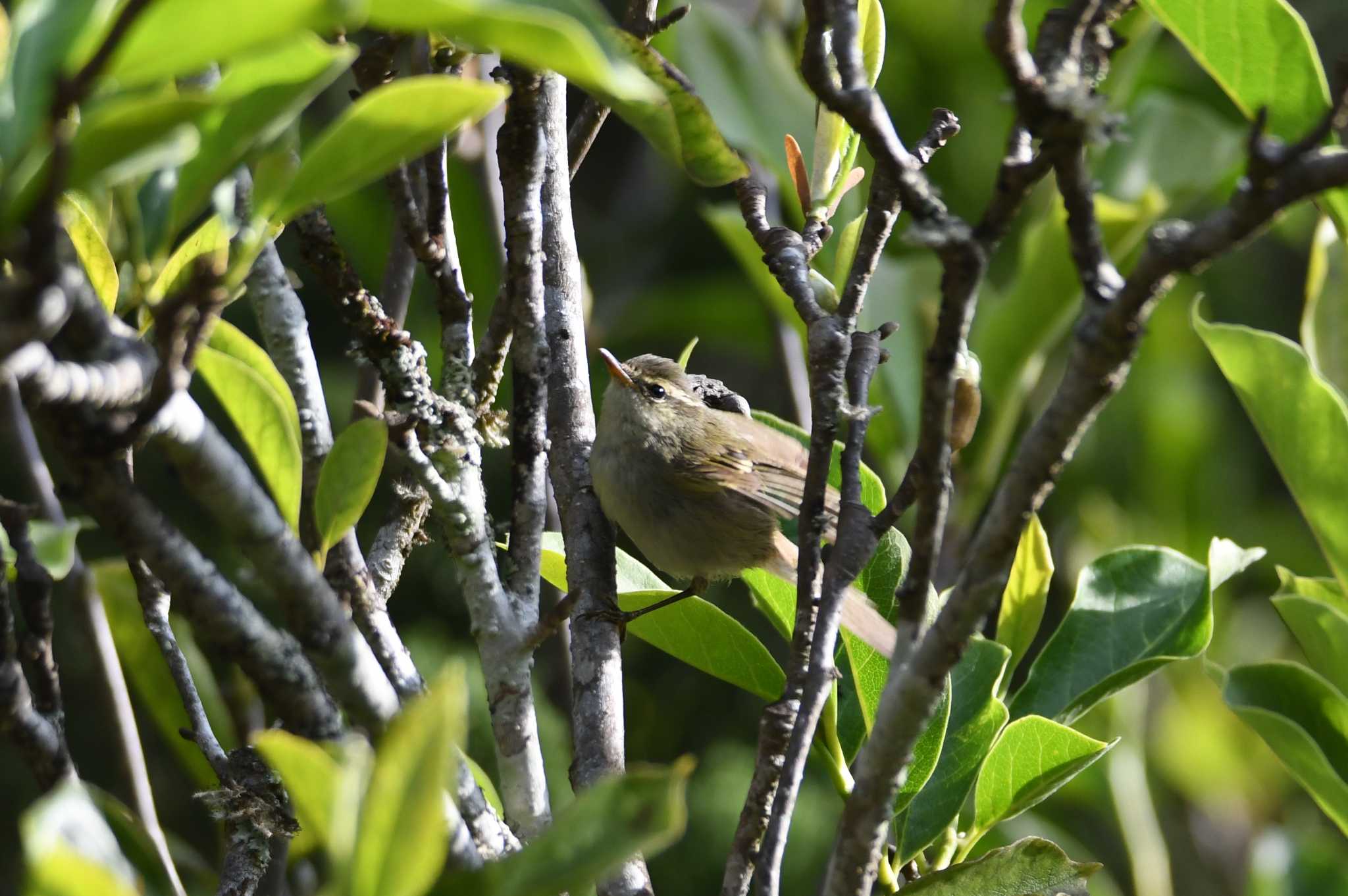 Greenish Warbler