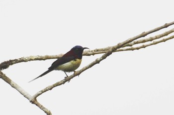 ムナグロタイヨウチョウ Doi Angkhang 2023年2月20日(月)