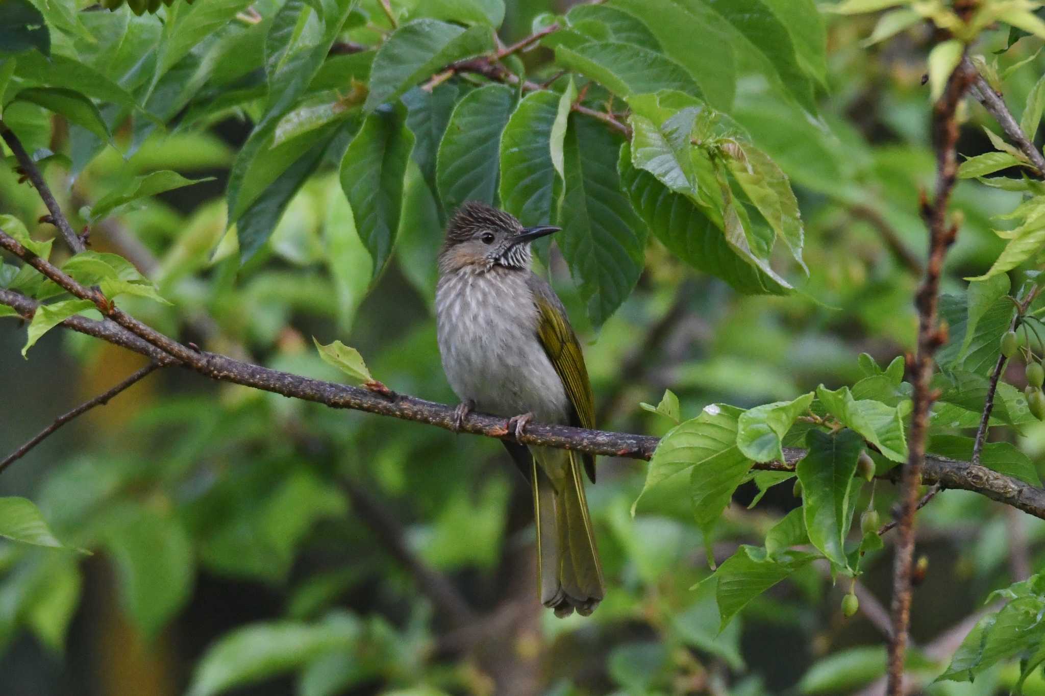 Mountain Bulbul