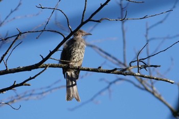 Brown-eared Bulbul 清里 Sat, 8/26/2023