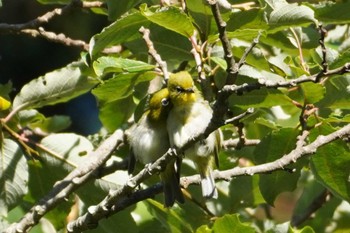 Warbling White-eye 清里 Sat, 8/26/2023