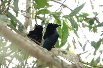 Spangled Drongo ケアンズ Thu, 8/10/2023