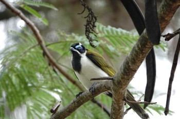 Blue-faced Honeyeater ケアンズ Thu, 8/10/2023