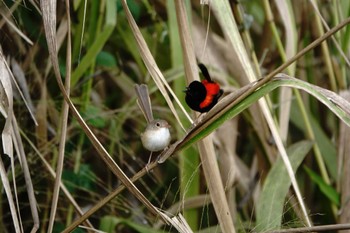 Red-backed Fairywren ケアンズ Thu, 8/10/2023