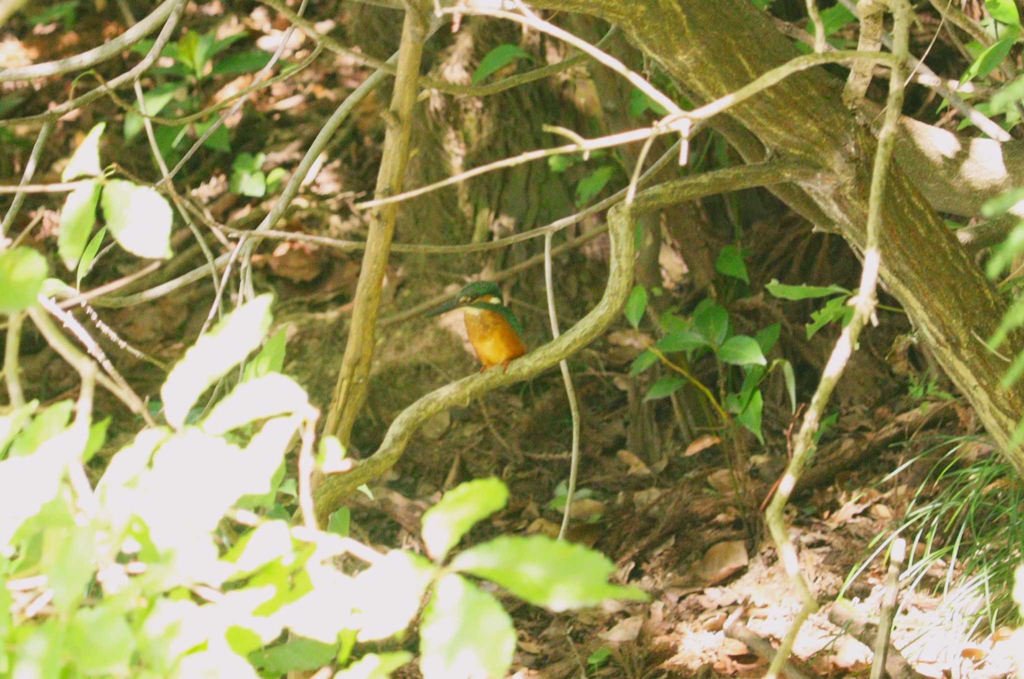 Common Kingfisher