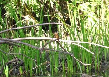 Tue, 9/5/2023 Birding report at 加木屋緑地