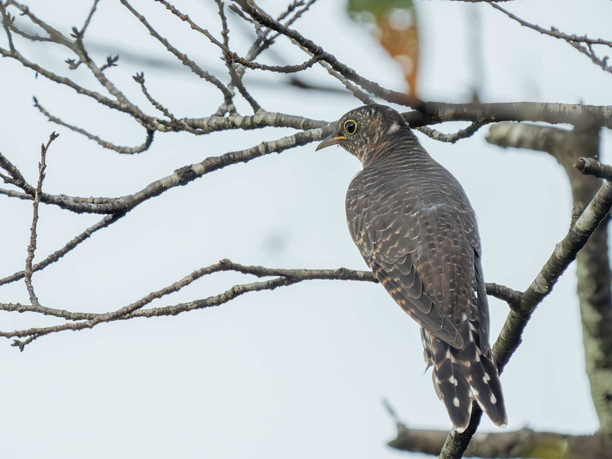 Photo of Oriental Cuckoo at 涸沼自然公園 by かぐやパパ