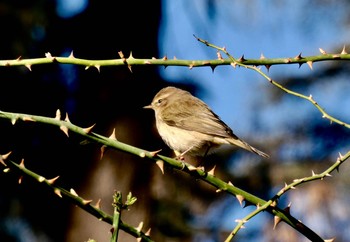 Iberian Chiffchaff