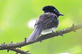 サンコウチョウ 飯盛山(長野県) 2023年9月2日(土)