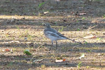 White Wagtail 馬入ふれあい公園 Tue, 9/5/2023