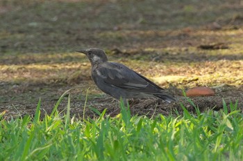 White-cheeked Starling 馬入ふれあい公園 Tue, 9/5/2023