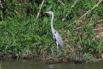 Grey Heron 馬入ふれあい公園 Tue, 9/5/2023