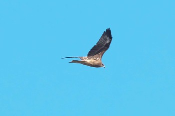 2023年9月5日(火) 馬入ふれあい公園の野鳥観察記録