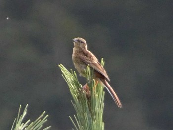 2023年8月13日(日) 本栖湖の野鳥観察記録