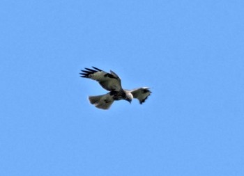 2023年8月13日(日) 長野の野鳥観察記録