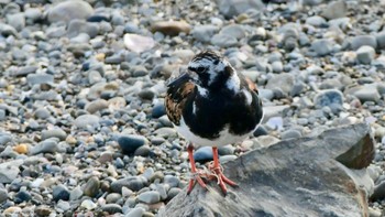 キョウジョシギ 御前崎海岸 2023年8月31日(木)