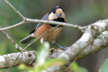 Sun, 9/2/2018 Birding report at Mie-ken Ueno Forest Park