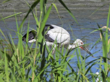 2023年9月1日(金) 東京港野鳥公園の野鳥観察記録