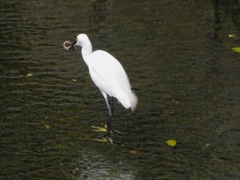 2023年9月6日(水) 平和の森公園、妙正寺川の野鳥観察記録