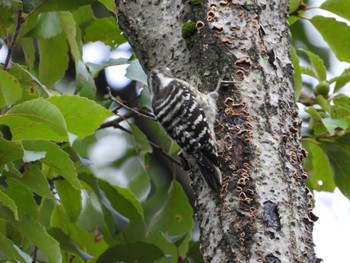 Wed, 9/6/2023 Birding report at 生田緑地