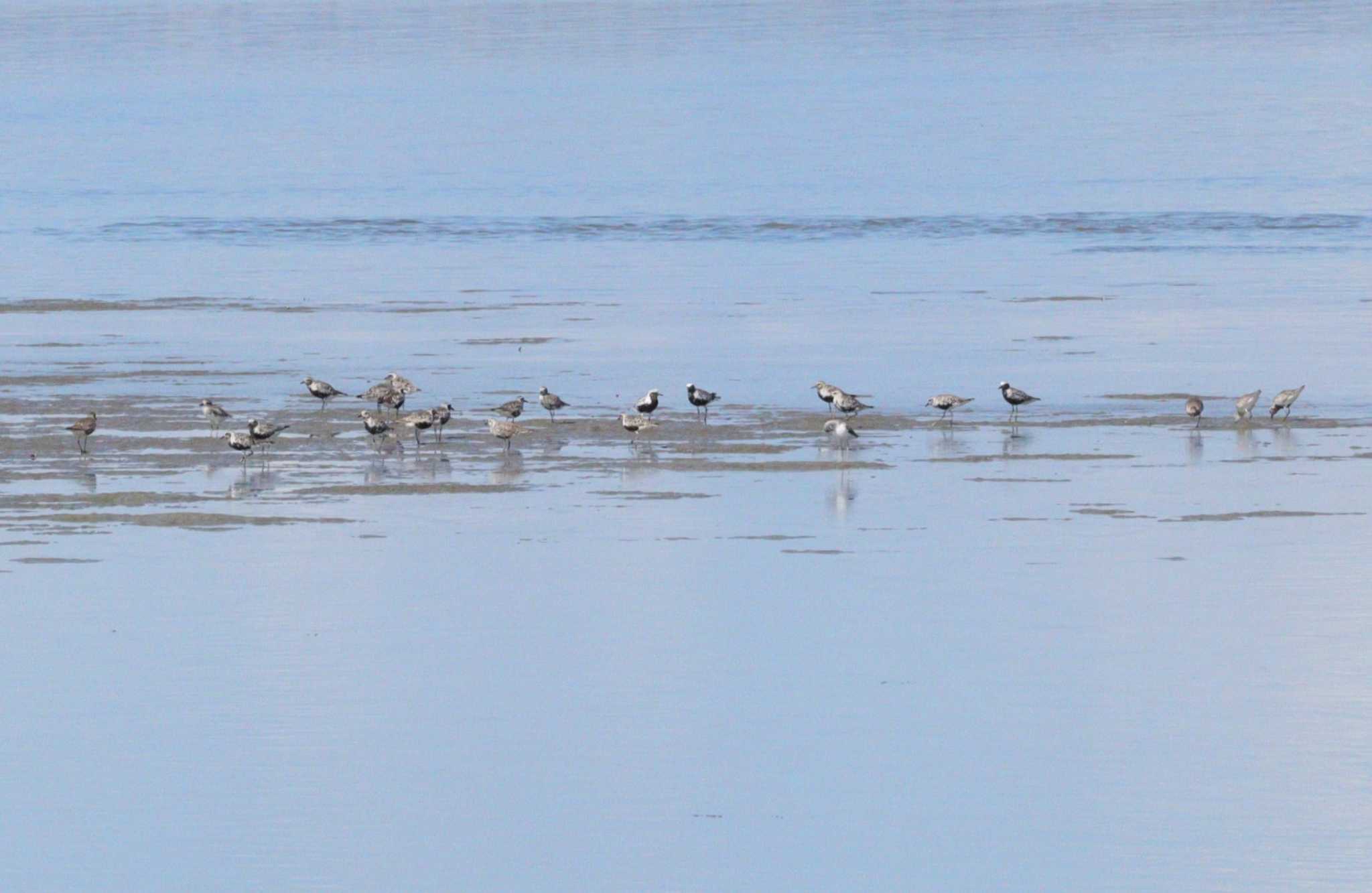 Grey Plover