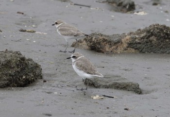 Kentish Plover 片男波 Mon, 9/4/2023