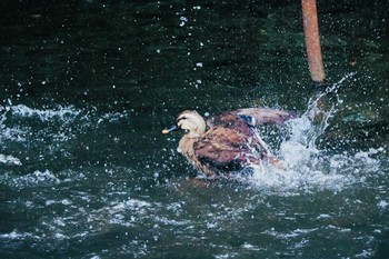 カルガモ 行徳鳥獣保護区 2023年9月6日(水)