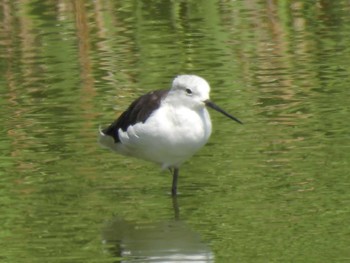 2023年9月2日(土) 東京港野鳥公園の野鳥観察記録