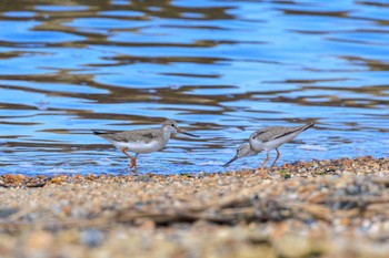 Terek Sandpiper 魚住海岸 Tue, 8/22/2023