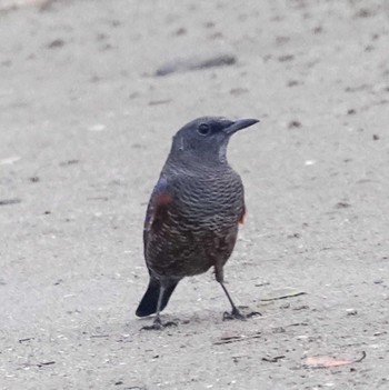 Blue Rock Thrush 横須賀市鴨居 Wed, 9/6/2023