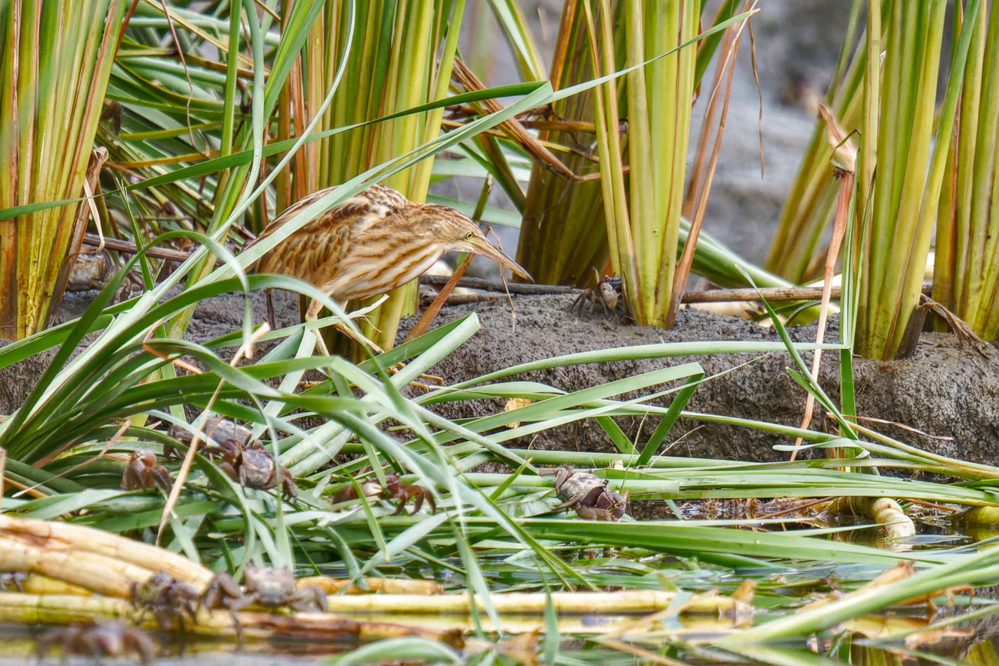 Photo of Yellow Bittern at 六郷橋緑地 by アポちん