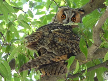 2023年8月31日(木) 鳥屋野潟の野鳥観察記録