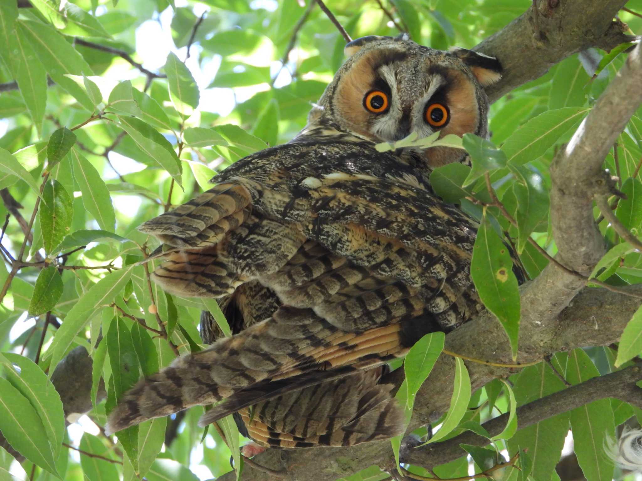 鳥屋野潟 トラフズクの写真