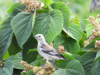 コムクドリ 鳥屋野潟 2023年8月31日(木)