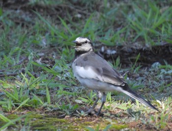 White Wagtail Imperial Palace Tue, 9/5/2023