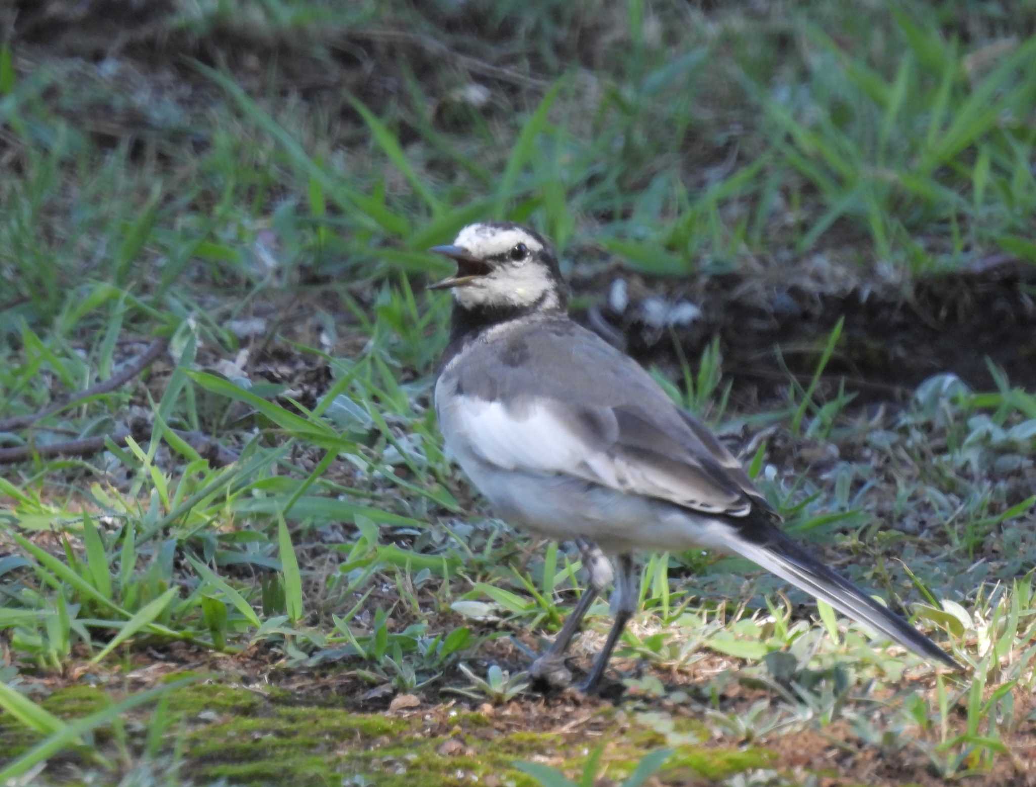 Photo of White Wagtail at Imperial Palace by ゆりかもめ